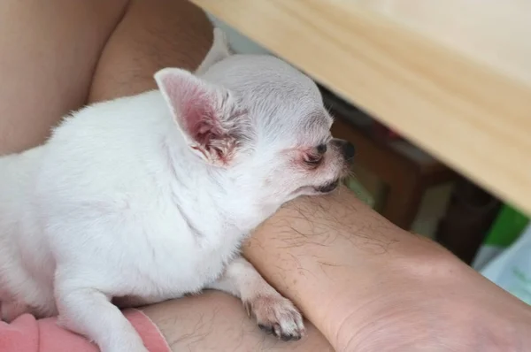 Chihua Hua Sta Riposando Uomo Proprietario Accarezzare Suo Animale Domestico — Foto Stock