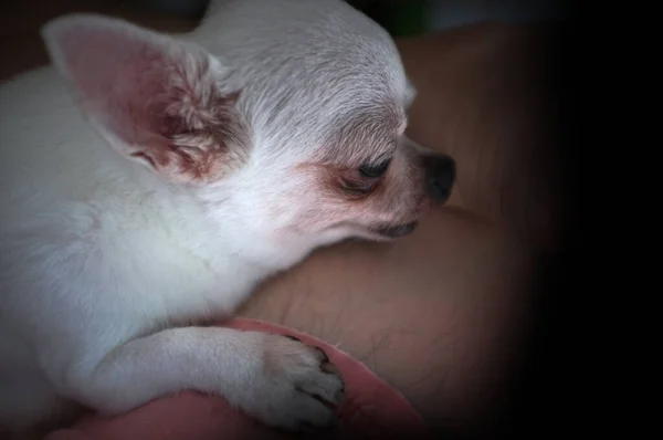 Chihua Hua Está Descansando Para Dono Homem Acariciando Seu Animal — Fotografia de Stock