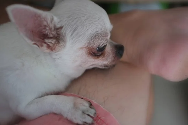 Chihua Hua Está Descansando Para Dono Homem Acariciando Seu Animal — Fotografia de Stock