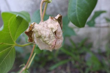 Yakından bak, pamuk çiçeği.