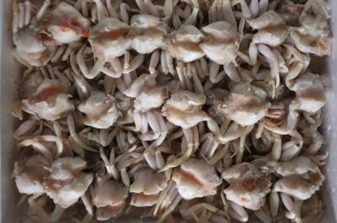 Donmuş yengeç, taze yengeci kapat.