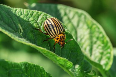 Colorado böceği patates bahçesinde yapraklarda.
