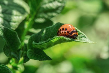 Colorado patates böceği, küçük larva bitki yaprakları yiyor. Bahçe zararlıları.