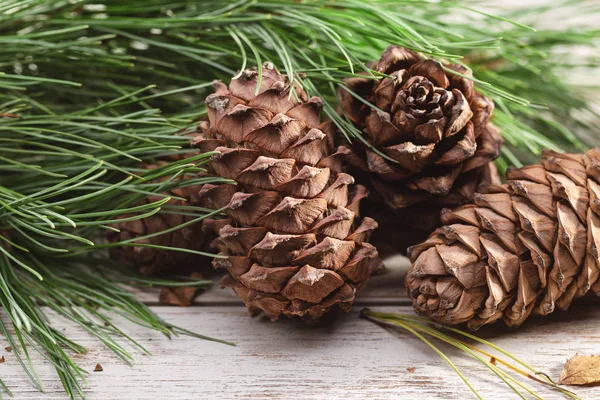 Ramos Cones Maduros Pinho Cedro Siberiano Close Tiro Estúdio — Fotografia de Stock