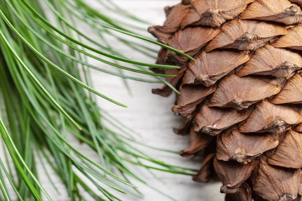 Cones Pinho Cedro Siberiano Fundo Claro Com Espaço Cópia Estúdio — Fotografia de Stock