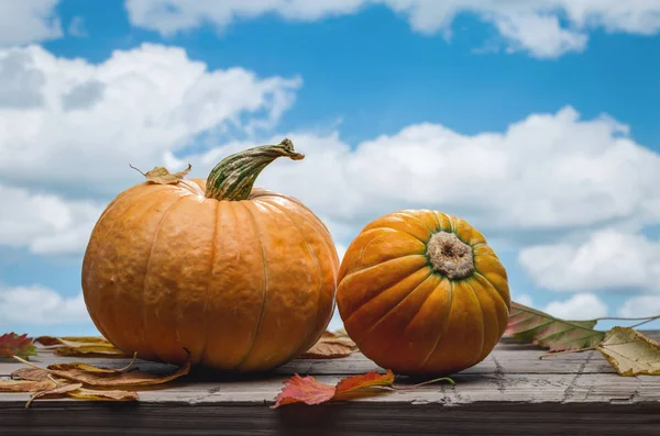 Twee Oktober Pompoen Droge Bladeren Achtergrond Van Blauwe Hemel Met — Stockfoto