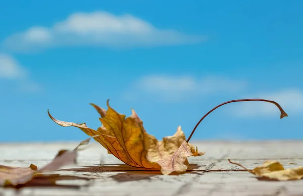 Trockene Ahornblätter Auf Einem Alten Rustikalen Holzgrund Herbst Hintergrund Blauer — Stockfoto