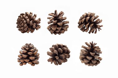 Noel süslemeleri, beyaz arka planda izole edilmiş çam kozalakları