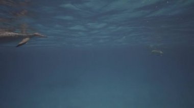 Spinner yunuslar berrak su kumlu okyanus tabanından, dalıcı backgreound içinde