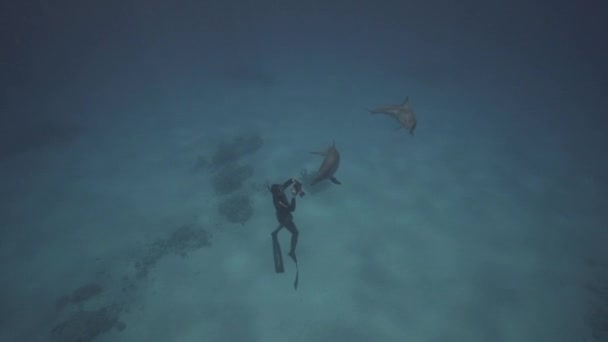 Delfini Filatori Acqua Limpida Sopra Fondo Sabbioso Dell Oceano Apneisti — Video Stock