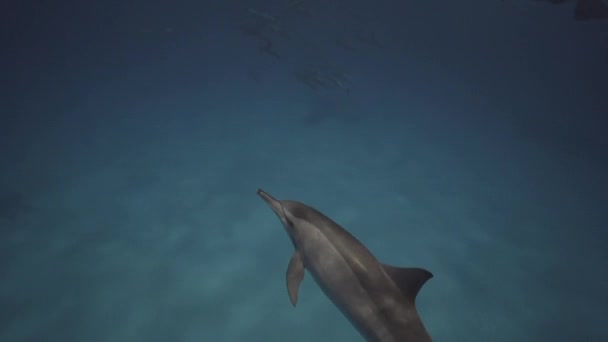 Delfini Filatori Acqua Limpida Sopra Fondo Sabbioso Dell Oceano Apneisti — Video Stock