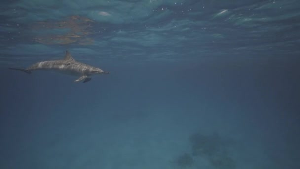 Delfiny Długoszczękie Czysta Woda Nad Piaszczysta Oceanu Podłogi Freedivers Backgreound — Wideo stockowe