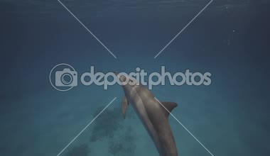 Spinner yunuslar berrak su kumlu okyanus tabanından, dalıcı backgreound içinde