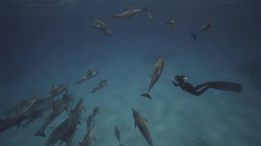 Spinner yunuslar berrak su kumlu okyanus tabanından, dalıcı backgreound içinde