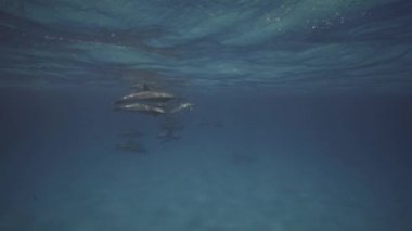 Spinner yunuslar berrak su kumlu okyanus tabanından, dalıcı backgreound içinde