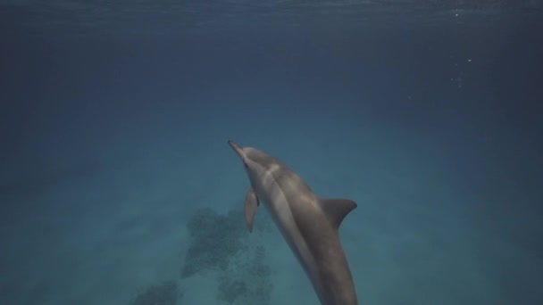 Спиннер Дельфины Чистой Воде Над Песчаным Океанским Дном Фридайверы Заднем — стоковое видео
