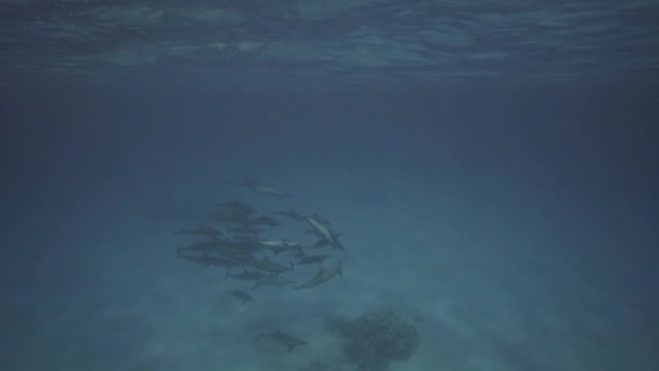 Golfinhos Giratórios Águas Claras Acima Fundo Oceano Arenoso Mergulhadores Livres — Vídeo de Stock