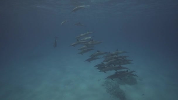 Golfinhos Giratórios Águas Claras Acima Fundo Oceano Arenoso Mergulhadores Livres — Vídeo de Stock
