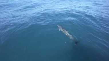 Bir pod okyanus yüzeyinin tekne yakın oynayan dönücü yunus