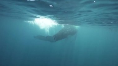 Kambur balina suyun altında uzak kameradan Yüzme 