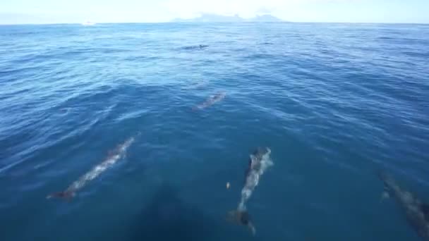 Uma Vagem Golfinhos Spinner Brincando Superfície Oceano Perto Barco — Vídeo de Stock