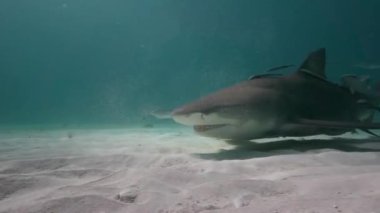 Bahamalar tropikal açık suda limon köpek balıkları yaklaşıyor ve geçen kumlu okyanus tabanının üzerine kapatın. Mükemmel yavaş hareket düzenleme için 50 p vurdu