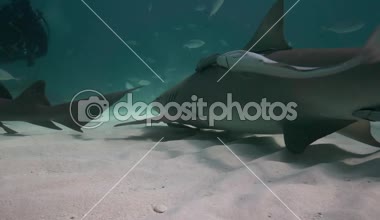 Bahamalar tropikal açık suda limon köpek balıkları yaklaşıyor ve geçen kumlu okyanus tabanının üzerine kapatın. Mükemmel yavaş hareket düzenleme için 50 p vurdu