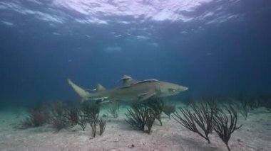 Bahamalar tropikal açık suda limon köpek balıkları yaklaşıyor ve geçen kumlu okyanus tabanının üzerine kapatın. Mükemmel yavaş hareket düzenleme için 50 p vurdu