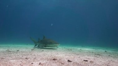 Bahamalar tropikal açık suda limon köpek balıkları yaklaşıyor ve geçen kumlu okyanus tabanının üzerine kapatın. Mükemmel yavaş hareket düzenleme için 50 p vurdu