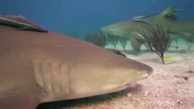 Bahamalar tropikal açık suda limon köpek balıkları yaklaşıyor ve geçen kumlu okyanus tabanının üzerine kapatın. Mükemmel yavaş hareket düzenleme için 50 p vurdu