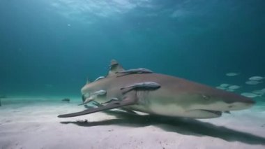 Bahamalar tropikal açık suda limon köpek balıkları yaklaşıyor ve geçen kumlu okyanus tabanının üzerine kapatın. Mükemmel yavaş hareket düzenleme için 50 p vurdu