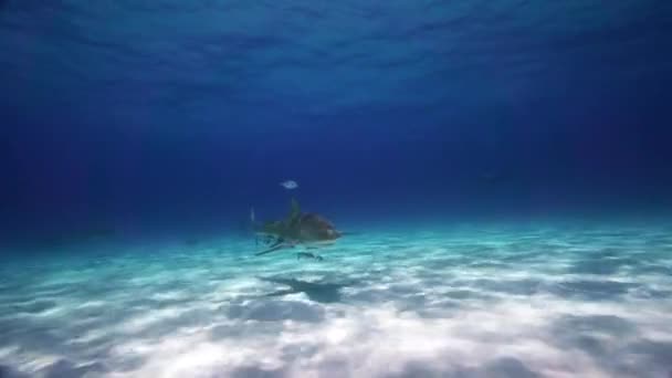 レモン サメ接近と通過 砂浜の海底の上をバハマで熱帯の澄んだ水で閉じます 完璧なスローモーション編集の で撮影します — ストック動画