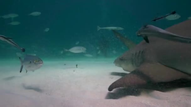 Tubarões Limão Sobre Fundo Oceano Arenoso Aproximando Passando Perto Águas — Vídeo de Stock