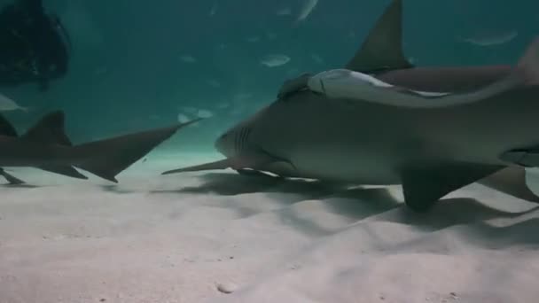 Requins citron au-dessus du fond sablonneux de l'océan approchant et passant à proximité dans l'eau claire tropicale aux Bahamas. Tourné en 50p pour un montage au ralenti parfait 
