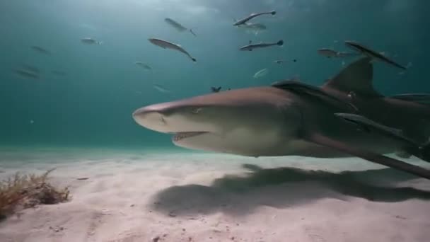 Rekiny Cytryny Nad Piaszczysta Oceanu Podłogi Zbliża Się Przekazując Zamknąć — Wideo stockowe