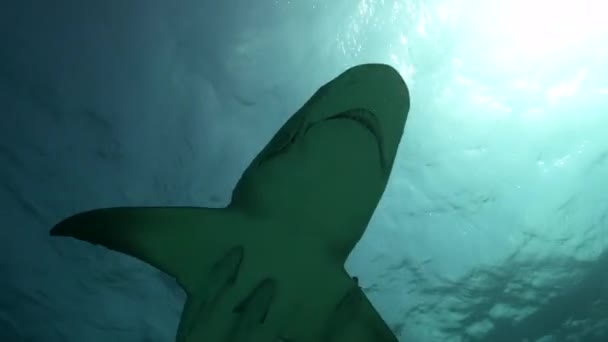 在沙质海底的柠檬鲨靠近巴哈马热带清澈的海水接近并经过 拍摄50P 完美的慢动作编辑 — 图库视频影像
