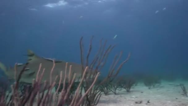 Zitronenhaie Auf Sandigem Meeresboden Nähern Und Passieren Sich Tropischem Klarem — Stockvideo
