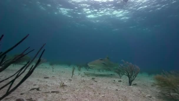Requins Citron Dessus Fond Sablonneux Océan Approchant Passant Proximité Dans — Video