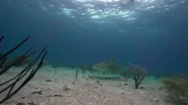 Rekiny Cytryny Nad Piaszczysta Oceanu Podłogi Zbliża Się Przekazując Zamknąć — Wideo stockowe