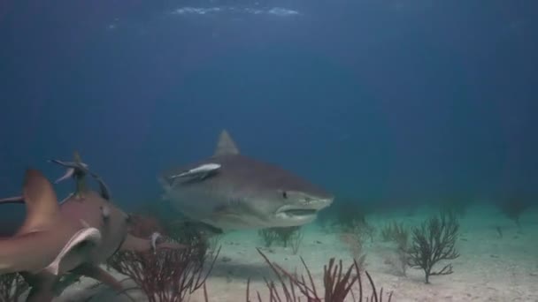 Tiburón Tigre Acercándose Acercándose Fondo Del Océano Arenoso Agua Tropical — Vídeo de stock