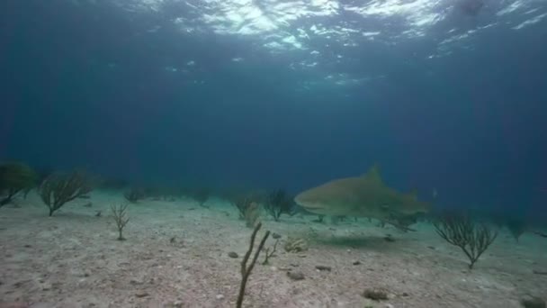 レモン サメ接近と通過 砂浜の海底の上をバハマで熱帯の澄んだ水で閉じます 完璧なスローモーション編集の で撮影します — ストック動画