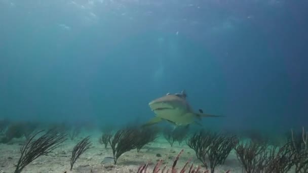 Zitronenhaie Auf Sandigem Meeresboden Nähern Und Passieren Sich Tropischem Klarem — Stockvideo