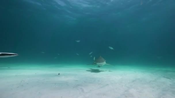 レモン サメ接近と通過 砂浜の海底の上をバハマで熱帯の澄んだ水で閉じます 完璧なスローモーション編集の で撮影します — ストック動画