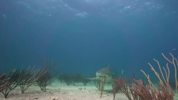 Tiburones Limón Sobre Fondo Del Océano Arenoso Acercándose Pasando Cerca — Vídeos de Stock