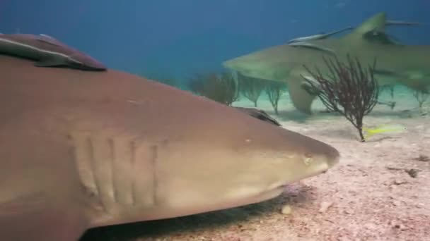 Rekiny Cytryny Nad Piaszczysta Oceanu Podłogi Zbliża Się Przekazując Zamknąć — Wideo stockowe