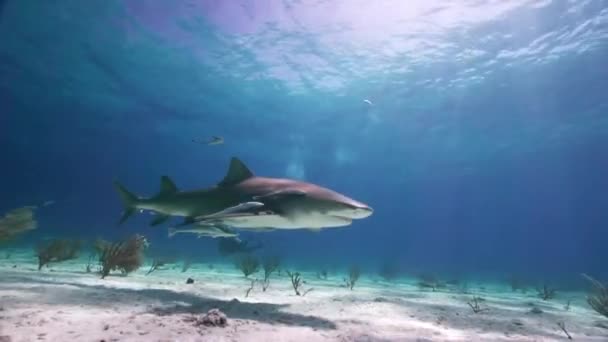 Tubarões Limão Sobre Fundo Oceano Arenoso Aproximando Passando Perto Águas — Vídeo de Stock