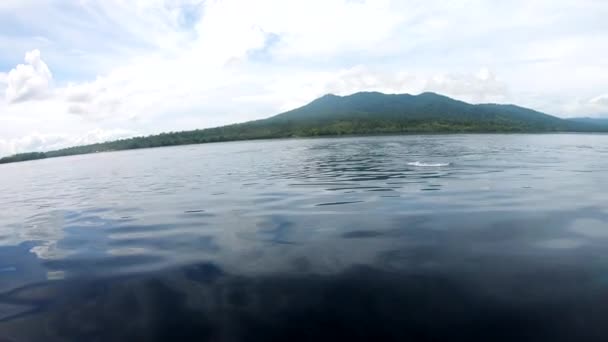 熱帯太平洋のスピナーイルカは 弓の波を再生し ジャンプし サーフィンするボートに参加 — ストック動画
