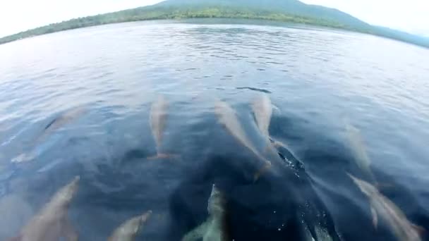 Spinner Dolphins Tropical Pacific Ocean Joining Boat Play Jump Surf — Stock Video