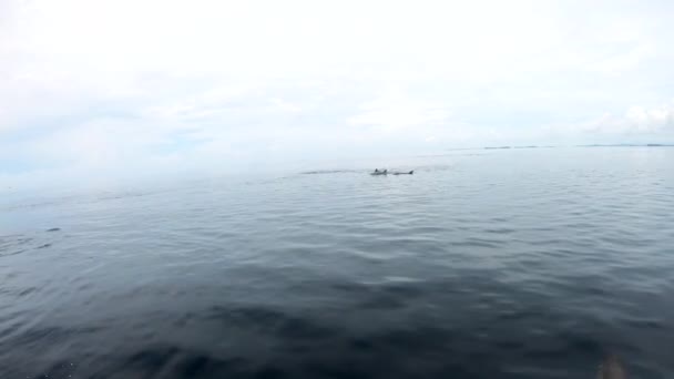 Спиннерные Дельфины Присоединяются Лодке Играют Катаются Носовой Волне Чистой Воде — стоковое видео