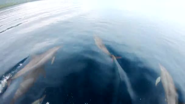 Спиннерные Дельфины Присоединяются Лодке Играют Катаются Носовой Волне Чистой Воде — стоковое видео